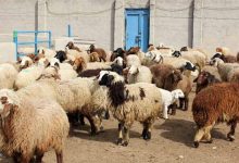 ۳۲۰۰ راس دام سبک با قیمت مصوب در گلستان خریداری شد