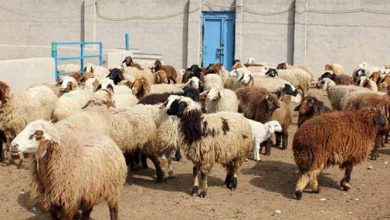 ۳۲۰۰ راس دام سبک با قیمت مصوب در گلستان خریداری شد