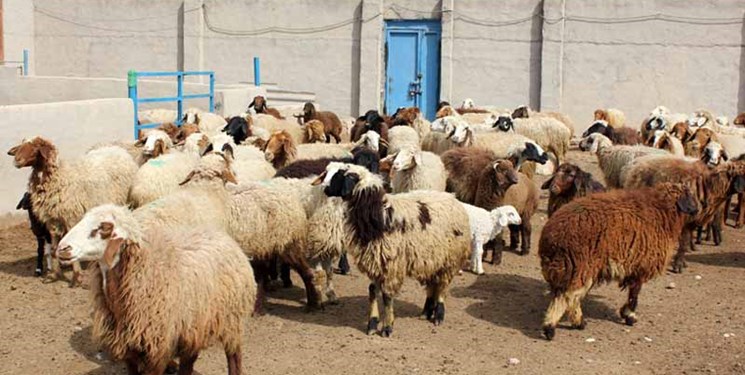 ۳۲۰۰ راس دام سبک با قیمت مصوب در گلستان خریداری شد