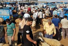 میدان فروش دام گنبدکاووس