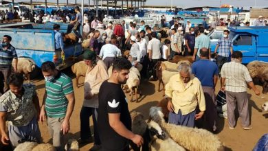 میدان فروش دام گنبدکاووس