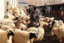 عشایر گلستان در ازای تحویل دام زنده، علوفه دریافت می‌کنند