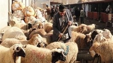 عشایر گلستان در ازای تحویل دام زنده، علوفه دریافت می‌کنند