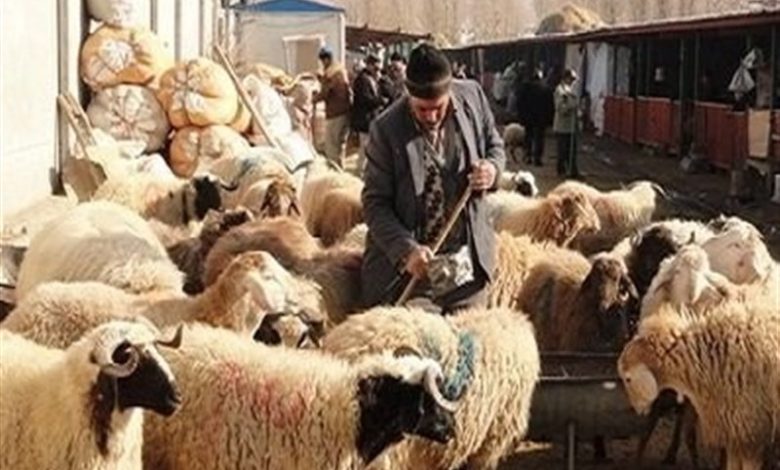 عشایر گلستان در ازای تحویل دام زنده، علوفه دریافت میکنند