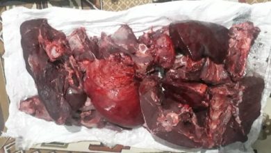 گوشت مرال از شکارچیان متخلف در شهرستان علی آبادکتول کشف شد